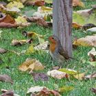 Futtersuche eines Rotkehlchen