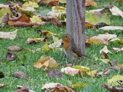 Futtersuche eines Rotkehlchen