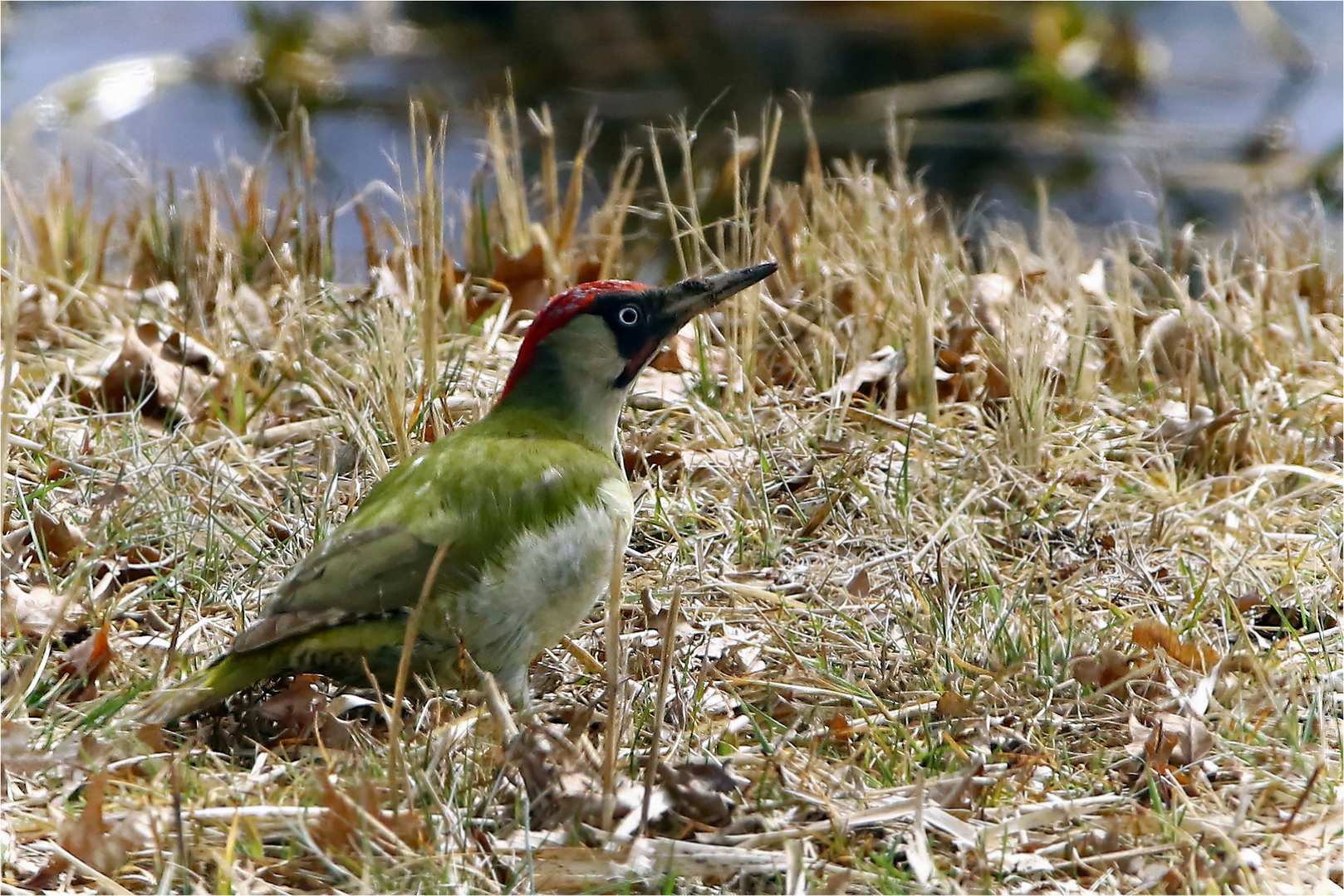 Futtersuche -  Grünspecht, Männchen, Picus viridis