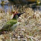 Futtersuche -  Grünspecht, Männchen, Picus viridis