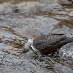 - Futtersuche im Bachbett II -