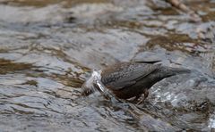 - Futtersuche im Bachbett II -