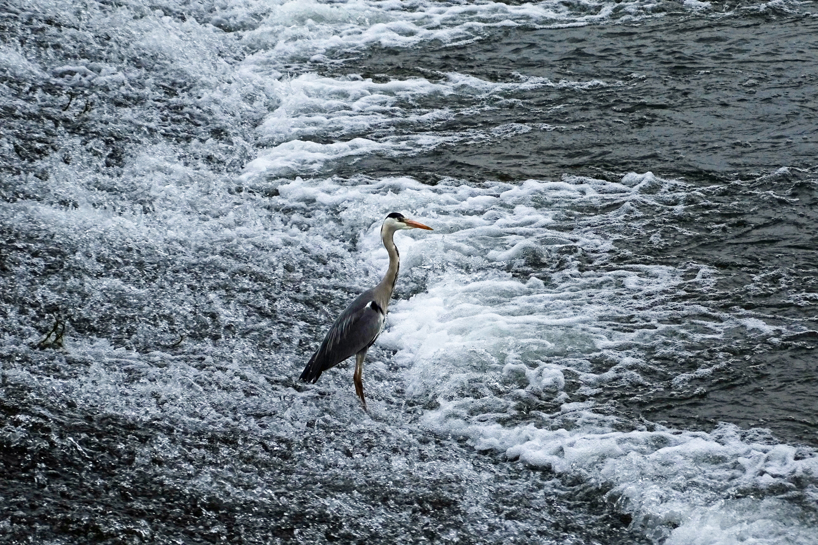 Futtersuche im bewegtem Wasser