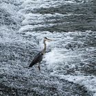 Futtersuche im bewegtem Wasser