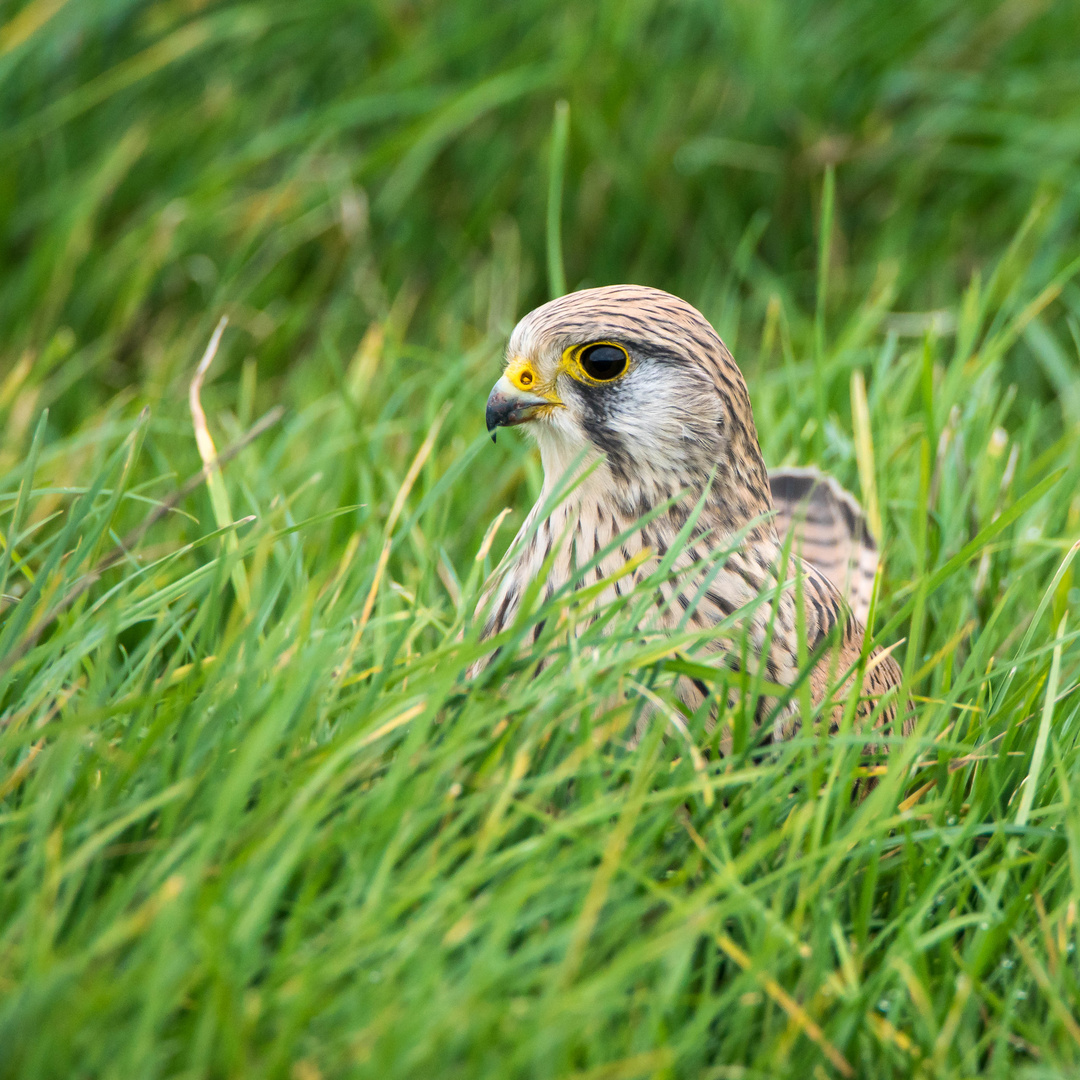 Futtersuche im Gras