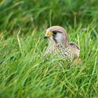 Futtersuche im Gras