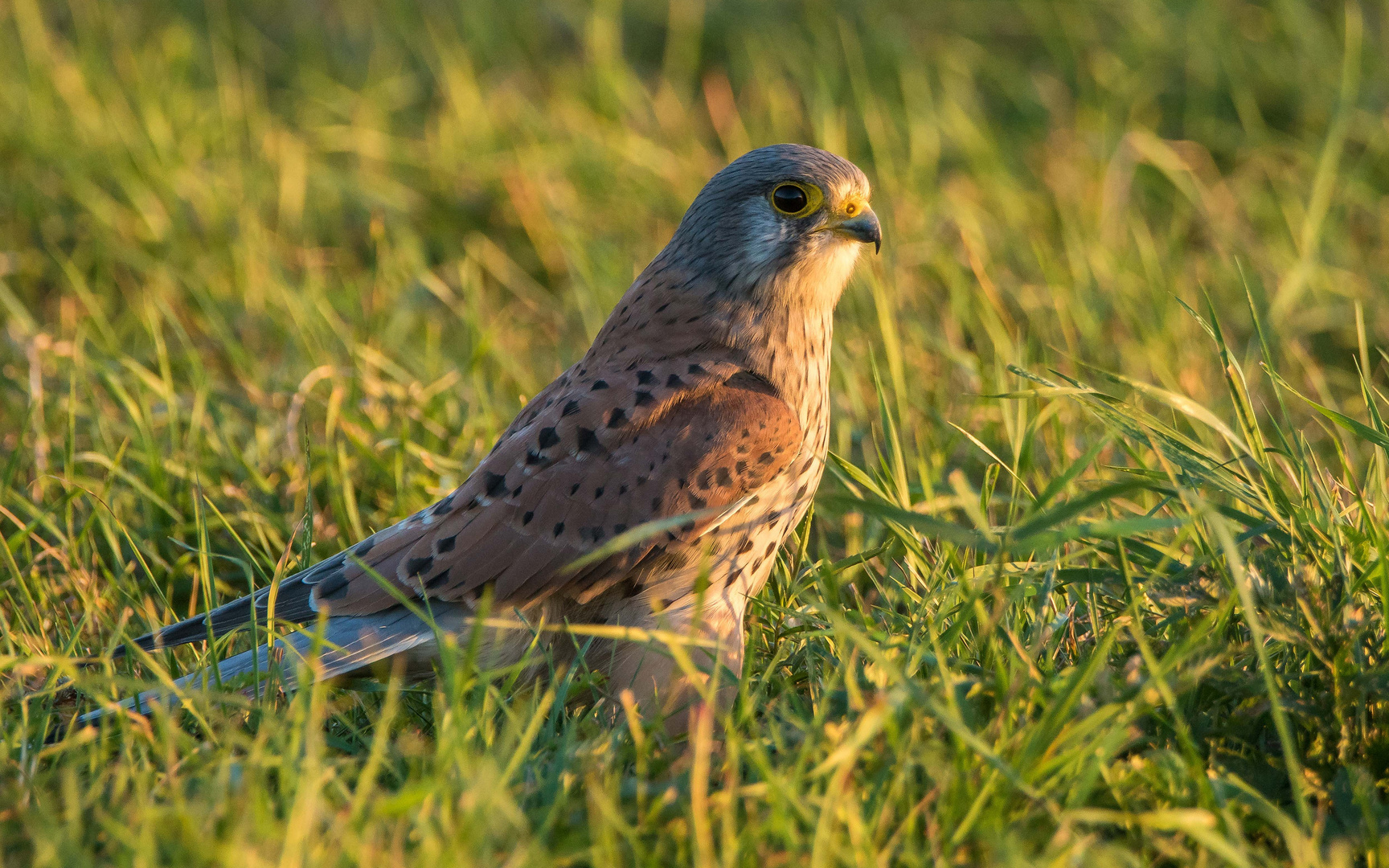 Futtersuche im Gras