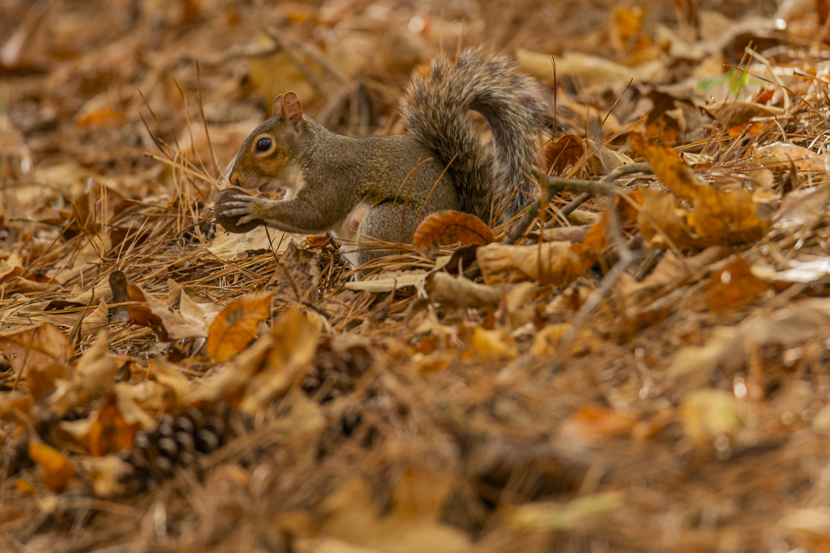 Futtersuche im Herbstwald