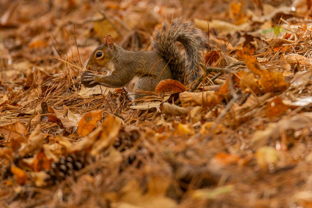 Futtersuche im Herbstwald