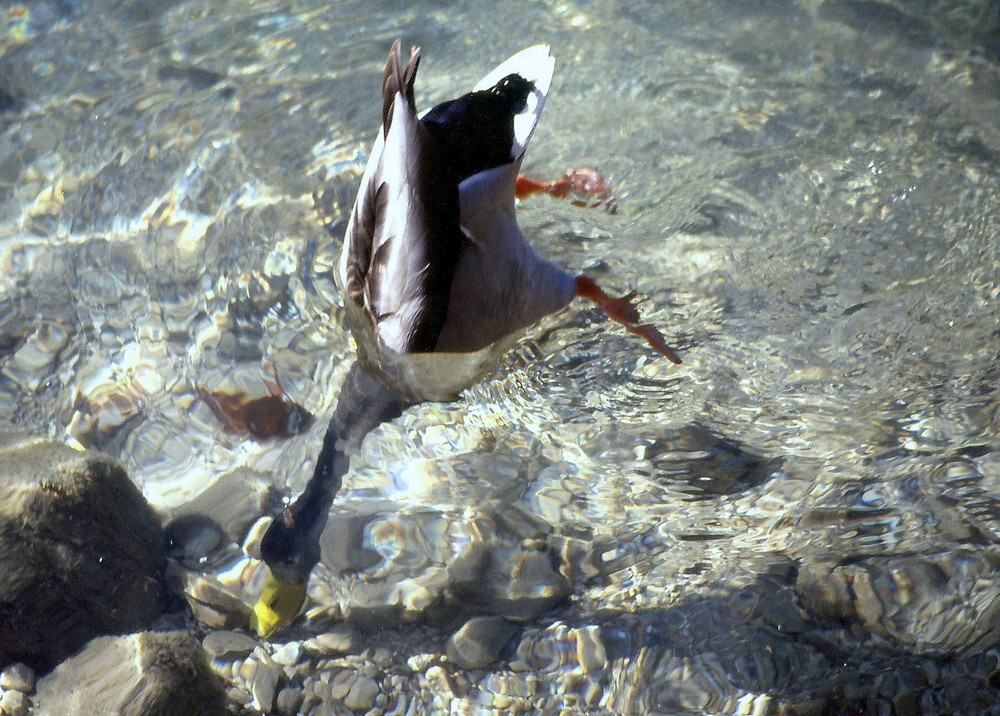 Futtersuche im Königssee (BGL)