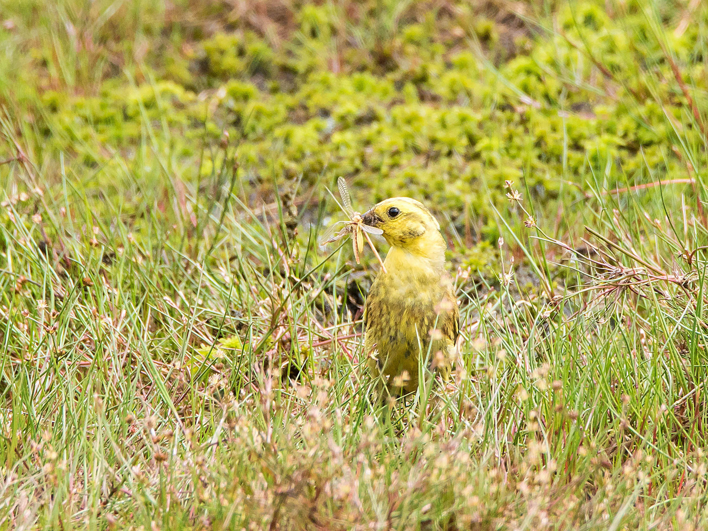 Futtersuche im Moor