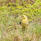 Futtersuche im Moor