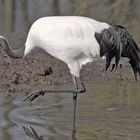 Futtersuche im Schlamm