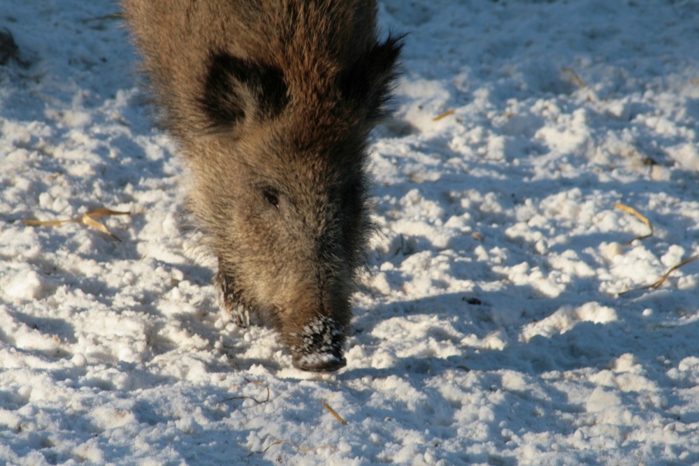 Futtersuche im Schnee