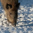 Futtersuche im Schnee