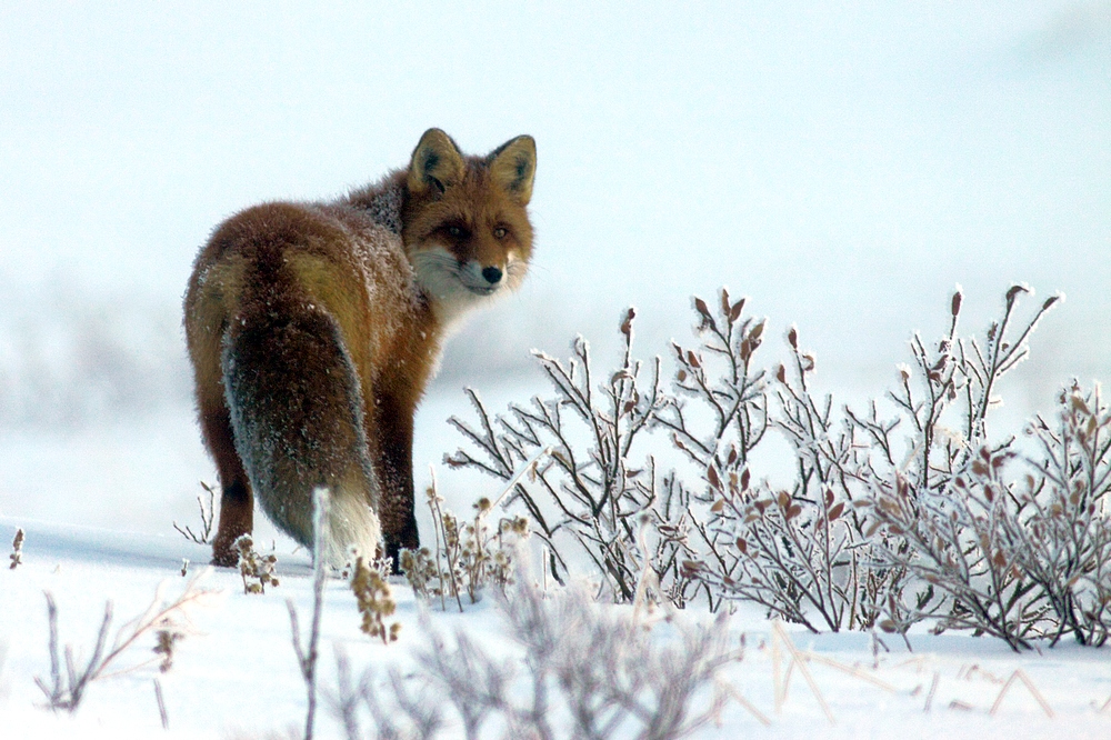 Futtersuche im Schnee