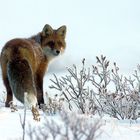 Futtersuche im Schnee