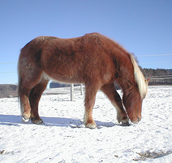 Futtersuche im Schnee