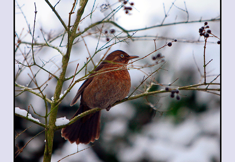 Futtersuche im Schnee !!