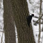 Futtersuche im Schnee