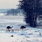 Futtersuche im Schnee