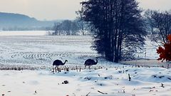 Futtersuche im Schnee