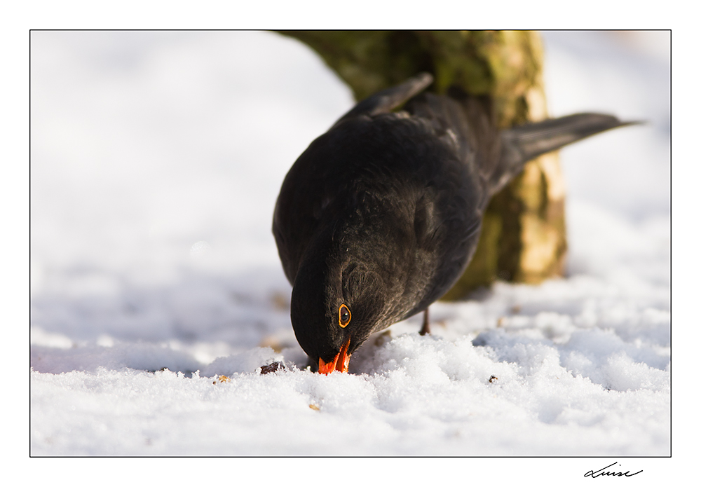 Futtersuche im Schnee