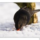 Futtersuche im Schnee