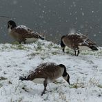 Futtersuche im Schneegestöber