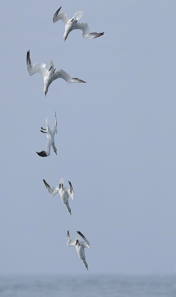 Futtersuche im Sturzflug