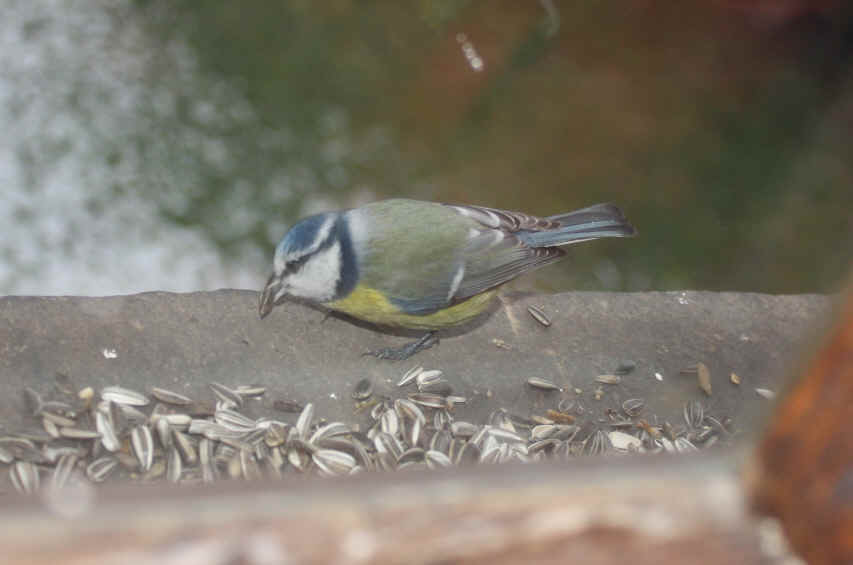 Futtersuche im Winter