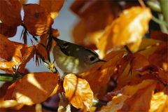 Futtersuche in einer Buche : Wintergoldhähnchen - Regulus regulus - 