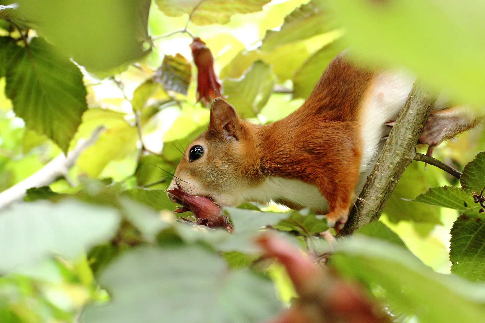 Futtersuche letzten Herbst