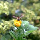 Futtersuche nach einem Regen