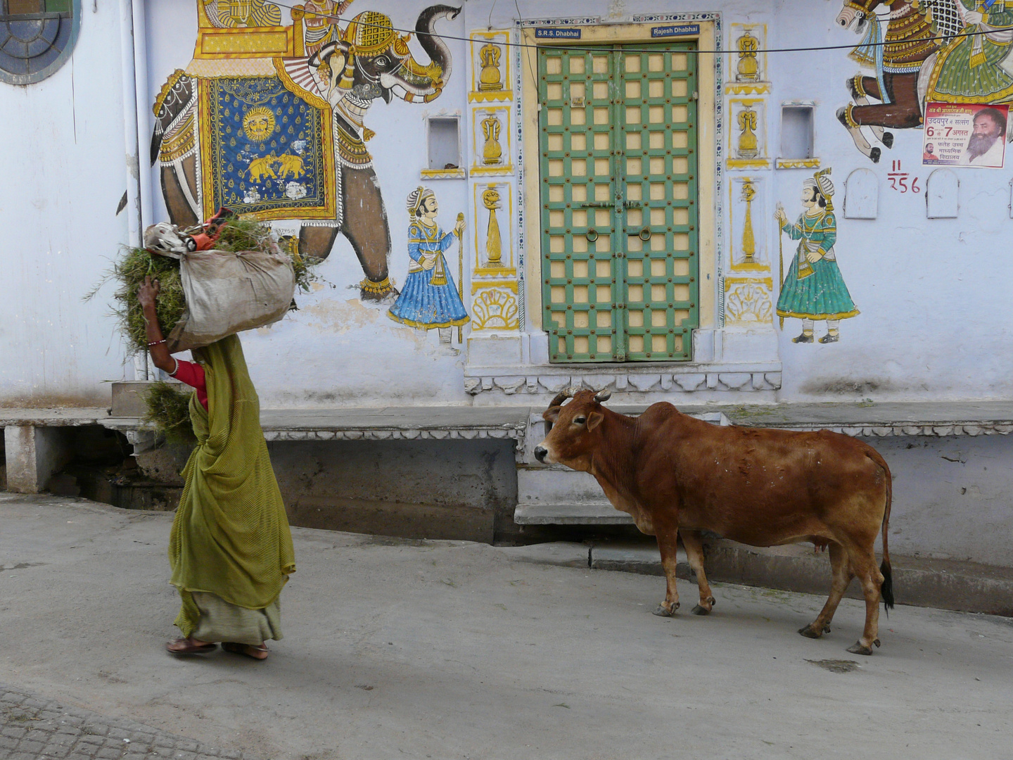 Futtersuche- Udaipur