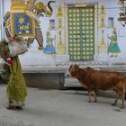 Futtersuche- Udaipur