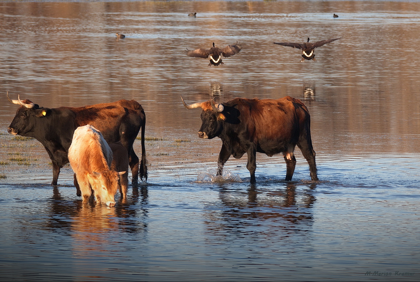 Futtersuche unter Wasser