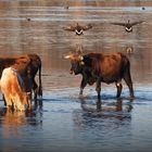 Futtersuche unter Wasser