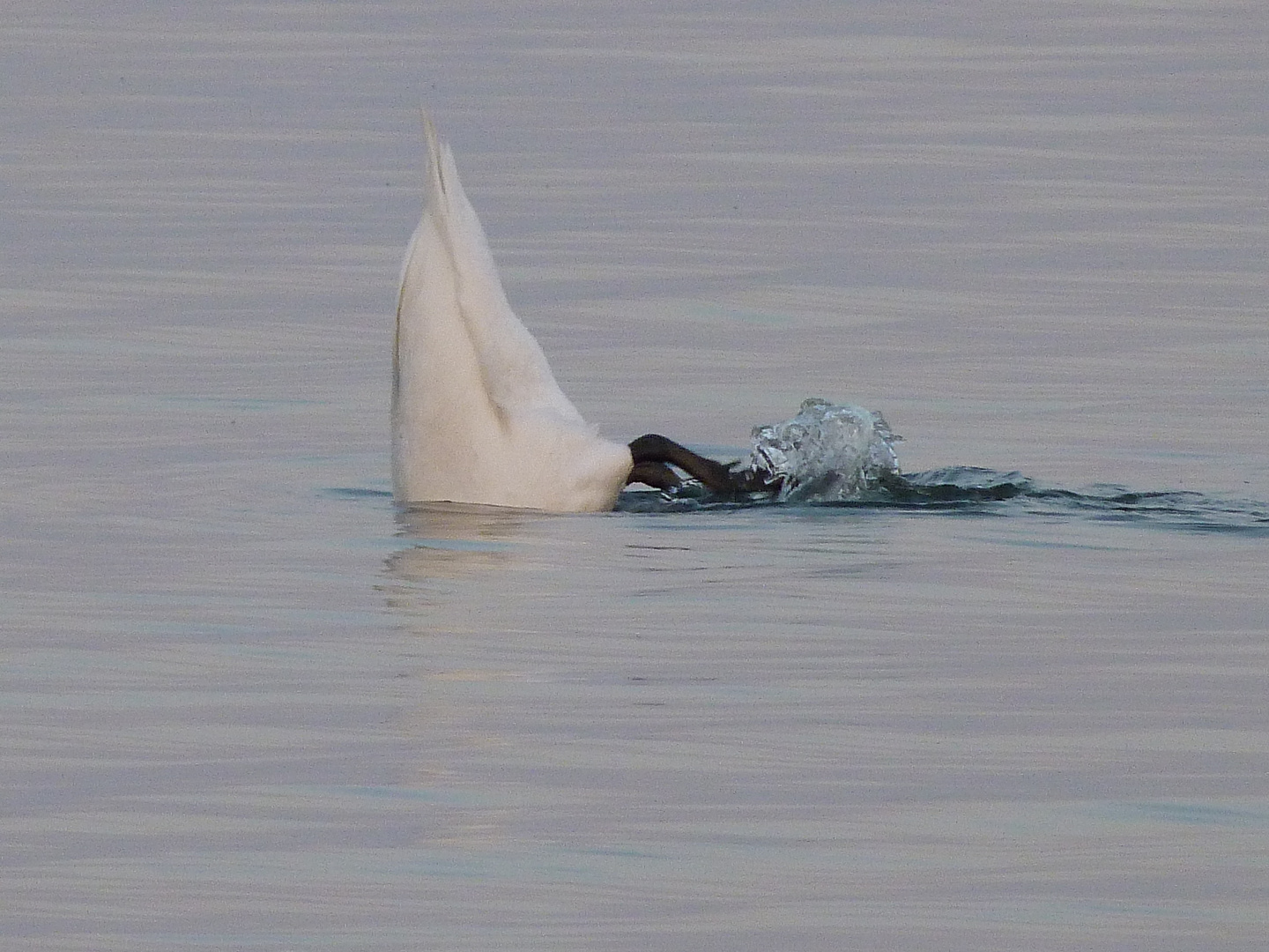 Futtersuche unter Wasser.