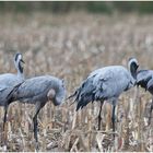 Futtersuche vor der langen Reise