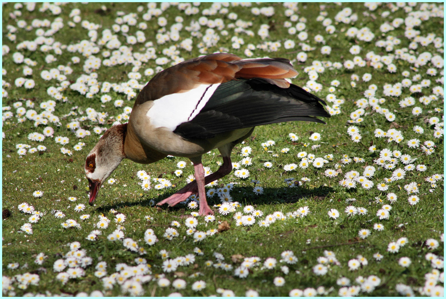 Futtersuche zwischen Gänseblümchen