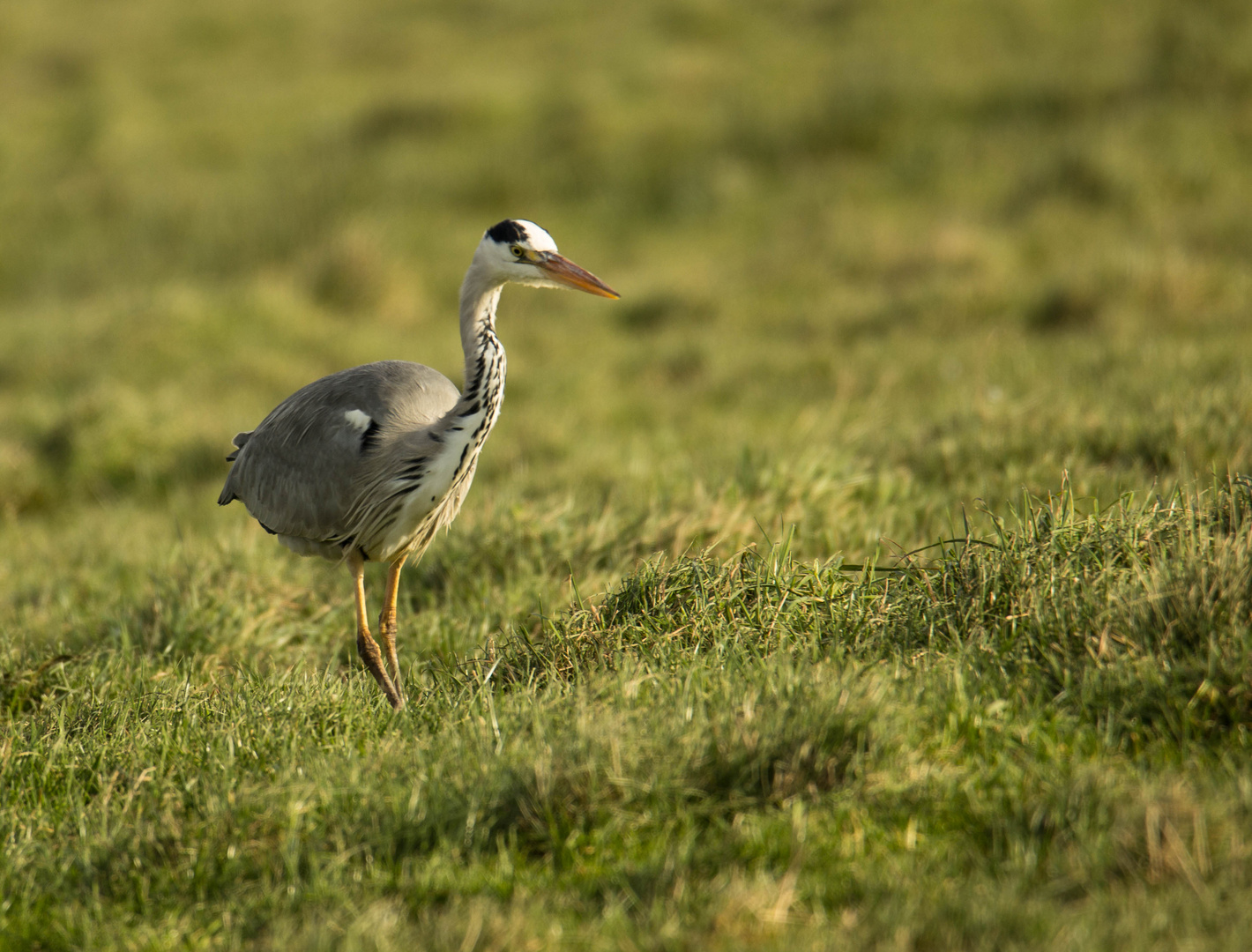 Futtersuchender Reiher, Tipperne, Dänemark