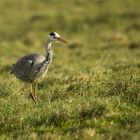 Futtersuchender Reiher, Tipperne, Dänemark