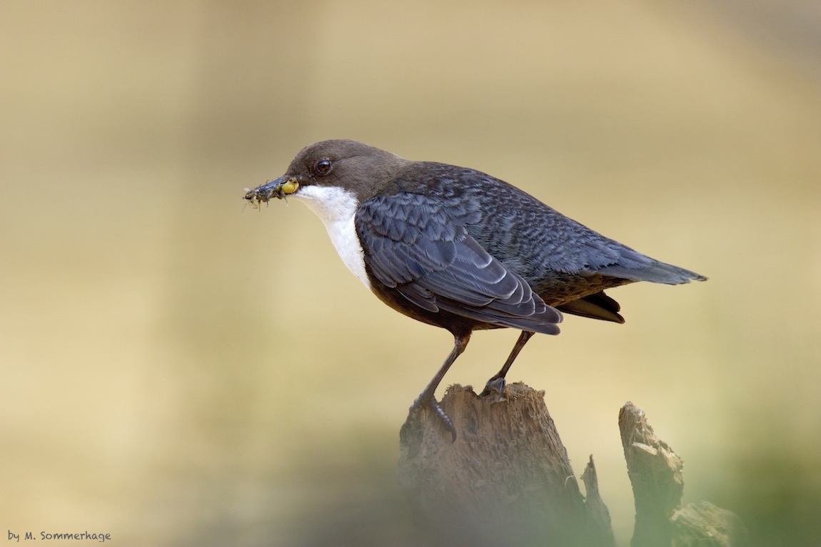 Futtertragende Wasseramsel an der Twiste (Nordhessen)