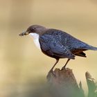 Futtertragende Wasseramsel an der Twiste (Nordhessen)