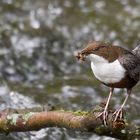 Futtertransporter - Wasseramsel