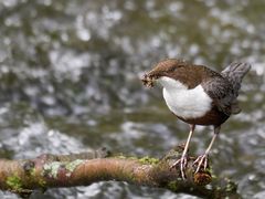 Futtertransporter - Wasseramsel