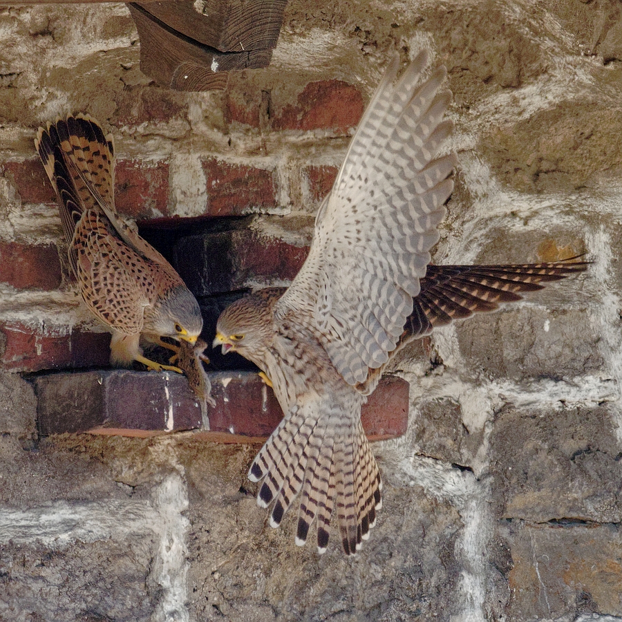 Futterübergabe an das Falkenweibchen ...