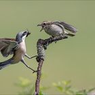 Futterübergabe an das Weibchen