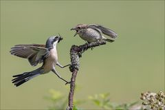 Futterübergabe an das Weibchen